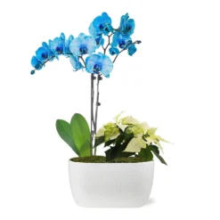 Blue Christmas Garden 5 Blue Christmas Garden -Deals Blossom Vines Store 10IN Dot Watercolor Blue Orchid and White Poinsettia with Moss Topping