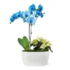 Blue Christmas Garden 1 Blue Christmas Garden -Deals Blossom Vines Store 10IN Dot Watercolor Blue Orchid and White Poinsettia with Moss Topping 600x600 3402a074 cbdb 4c22 974c 236c18da1cac