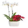 Classic Christmas Garden -Deals Blossom Vines Store 10IN Dot White Orchid with Yellow Lip and Red Poinsettia with Moss Topping 600x600 63ccda7e e53b 47d2 9206 e0cfaad3dc69