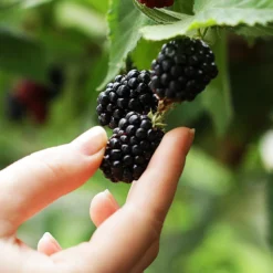 3-in-1 Blackberry Bush 10 3-in-1 Blackberry Bush -Deals Blossom Vines Store 3 in 1 blackberry 1