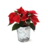 Red Poinsettia In Birch Pot -Deals Blossom Vines Store 4IN Birch Pot Red Poinsettia 600x600 95a27aa2 aede 4b31 8808 c70d37ce9a52