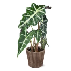 Alocasia Polly With Decorative Pot -Deals Blossom Vines Store 5IN Brown Wilson with Alocasia Poly