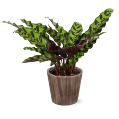 Calathea Rattlesnake With Decorative Pot -Deals Blossom Vines Store 5IN Brown Wilson with Calathea Rattlesnake