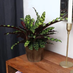 Calathea Rattlesnake With Decorative Pot -Deals Blossom Vines Store 5IN Brown Wilson with Calathea Rattlesnake 5
