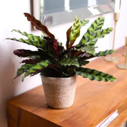 Calathea Rattlesnake With Decorative Pot -Deals Blossom Vines Store 5IN Brown Wilson with Calathea Rattlesnake 7