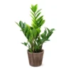 5-Inch ZZ Plant In Decorative Pot -Deals Blossom Vines Store 5IN Brown Wilson with ZZ 600x600 1