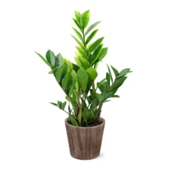 5-Inch ZZ Plant In Decorative Pot -Deals Blossom Vines Store 5IN Brown Wilson with ZZ 9c7c1b95 ff7a 4ac9 9a42 2f1b3b35730a