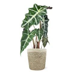 Alocasia Polly With Decorative Pot -Deals Blossom Vines Store 5IN Jute with Alocasia Poly dfc83514 5356 4061 b5d2 5ef36287840f
