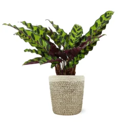Calathea Rattlesnake With Decorative Pot -Deals Blossom Vines Store 5IN Jute with Calathea Rattlesnake
