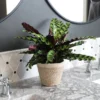 Calathea Rattlesnake With Decorative Pot 2 Calathea Rattlesnake With Decorative Pot -Deals Blossom Vines Store 5IN Jute with Calathea Rattlesnake 600x600 23be2ba3 4b6e 4df9 9a5e 83818aae9e52