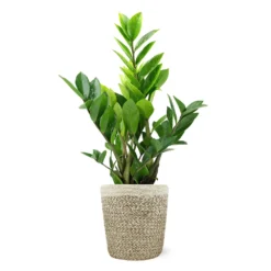 5-Inch ZZ Plant In Decorative Pot -Deals Blossom Vines Store 5IN Jute with ZZ