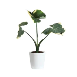 Mickey Mouse Alocasia (Alocasia Xanthosoma Variegata) -Deals Blossom Vines Store ALO MIC3 whitedelilah