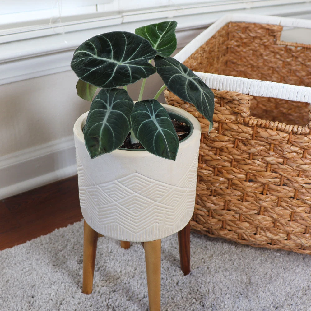 Alocasia Black Velvet 4 Alocasia Black Velvet - Image 2