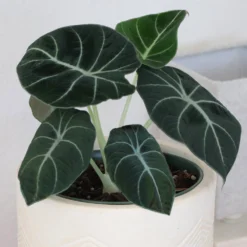Alocasia Black Velvet 9 Alocasia Black Velvet -Deals Blossom Vines Store ALocasia Black Velvet 7