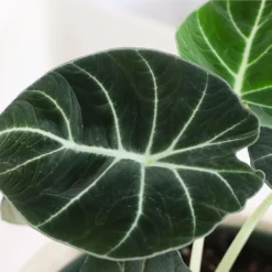 Alocasia Black Velvet 8 Alocasia Black Velvet -Deals Blossom Vines Store ALocasia Black Velvet BB 6