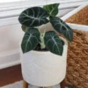 Alocasia Black Velvet -Deals Blossom Vines Store ALocasia Black Velvet BB 600x600 dc370293 504d 4faa 91ac d292103c8284