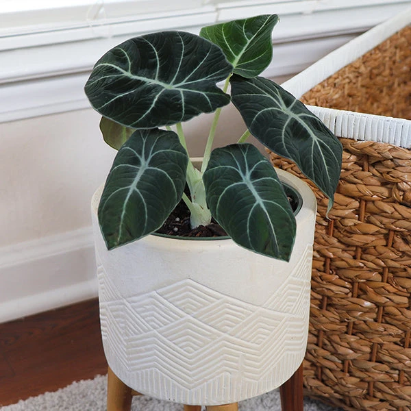 Alocasia Black Velvet 3 Alocasia Black Velvet