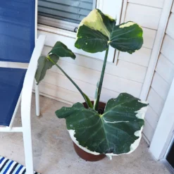 Mickey Mouse Alocasia (Alocasia Xanthosoma Variegata) -Deals Blossom Vines Store ALocasia Mickey Mouse 1