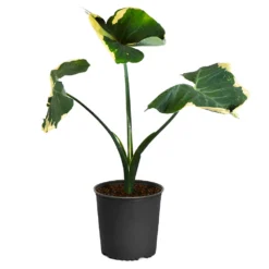 Mickey Mouse Alocasia (Alocasia Xanthosoma Variegata) -Deals Blossom Vines Store ALocasia Mickey Mouse 4