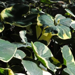 Mickey Mouse Alocasia (Alocasia Xanthosoma Variegata) -Deals Blossom Vines Store ALocasia Mickey Mouse 6