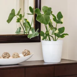 Mickey Mouse Alocasia (Alocasia Xanthosoma Variegata) -Deals Blossom Vines Store ALocasia Mickey Mouse 7 BB