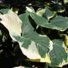 Mickey Mouse Alocasia (Alocasia Xanthosoma Variegata) -Deals Blossom Vines Store ALocasia Mickey Mouse BB 600x600 f84255dc 9683 4bbf 9c54 a7cee035d488