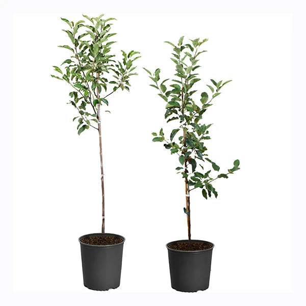 Apple Pollinator Pack 3 Apple Pollinator Pack