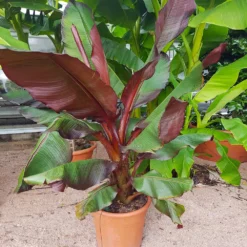 Red Abyssinian Banana Tree 9 Red Abyssinian Banana Tree -Deals Blossom Vines Store Abyssinian Banana Ensata 5 BB