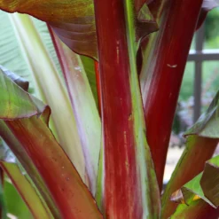 Red Abyssinian Banana Tree 10 Red Abyssinian Banana Tree -Deals Blossom Vines Store Abyssinian Banana Ensata 6