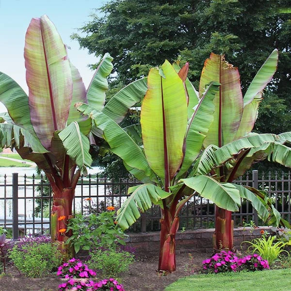 Red Abyssinian Banana Tree 3 Red Abyssinian Banana Tree