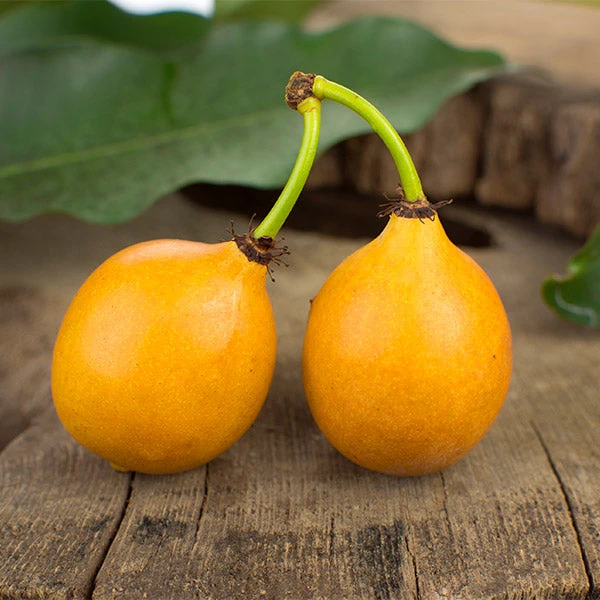 Achacha Fruit Tree 3 Achacha Fruit Tree