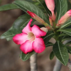 Desert Rose Adenium Shrub -Deals Blossom Vines Store Adenium obesum 4