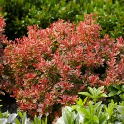 Admiration Barberry Shrub -Deals Blossom Vines Store Admiration Barberry 1