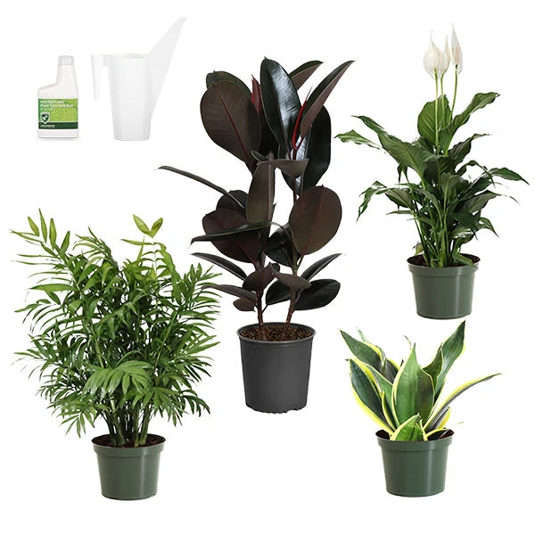 Air-Purifying House Plant Kit 3 Air-Purifying House Plant Kit