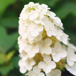 Alice Oakleaf Hydrangea Shrub -Deals Blossom Vines Store Alice Oakleaf Hydrangea 2