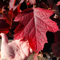 Alice Oakleaf Hydrangea Shrub -Deals Blossom Vines Store Alice Oakleaf Hydrangea 4