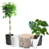 All-in-One House Plant Kit -Deals Blossom Vines Store AllinOneHouseplant Kit 600x600 ffb76663 0a27 45f8 aed0 30775de85e3f