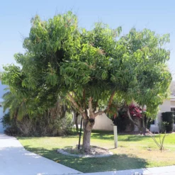 Alphonso Mango Tree -Deals Blossom Vines Store Alphonso Mango 5 BB