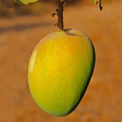 Alphonso Mango Tree -Deals Blossom Vines Store Alphonso Mango BB