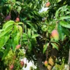Alphonso Mango Tree -Deals Blossom Vines Store Alphonso Mango BB 600x600 37dbdab1 c230 4282 bae8 ae32c400d52c