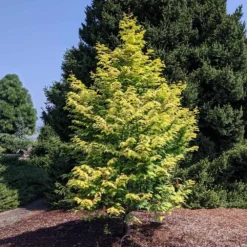 Amber Glow™ Redwood Tree 11 Amber Glow™ Redwood Tree -Deals Blossom Vines Store Amber Redwood 10 BB