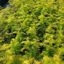Amber Glow™ Redwood Tree 9 Amber Glow™ Redwood Tree -Deals Blossom Vines Store Amber Redwood 4 BB