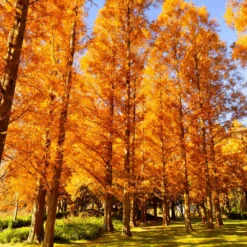 Amber Glow™ Redwood Tree 10 Amber Glow™ Redwood Tree -Deals Blossom Vines Store Amber Redwood 7 BB