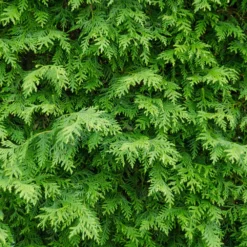 American Arborvitae Tree -Deals Blossom Vines Store American Arborvitae