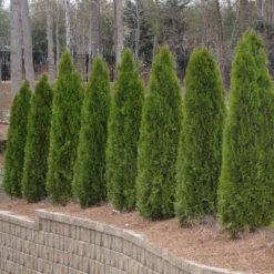 American Arborvitae Tree -Deals Blossom Vines Store American Arborvitae 2 BB
