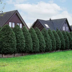 American Arborvitae Tree -Deals Blossom Vines Store American Arborvitae 5 BB