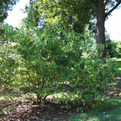 American Beautyberry -Deals Blossom Vines Store American Beautyberry2 BB