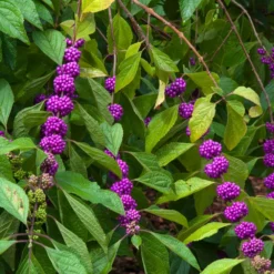 American Beautyberry -Deals Blossom Vines Store American Beautyberry 1 FGT