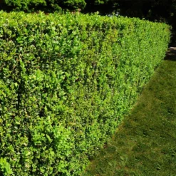 American Boxwood Shrub 10 American Boxwood Shrub -Deals Blossom Vines Store American Boxwood 5 BB