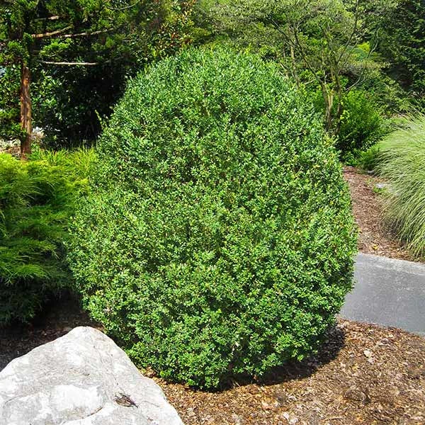 American Boxwood Shrub 3 American Boxwood Shrub